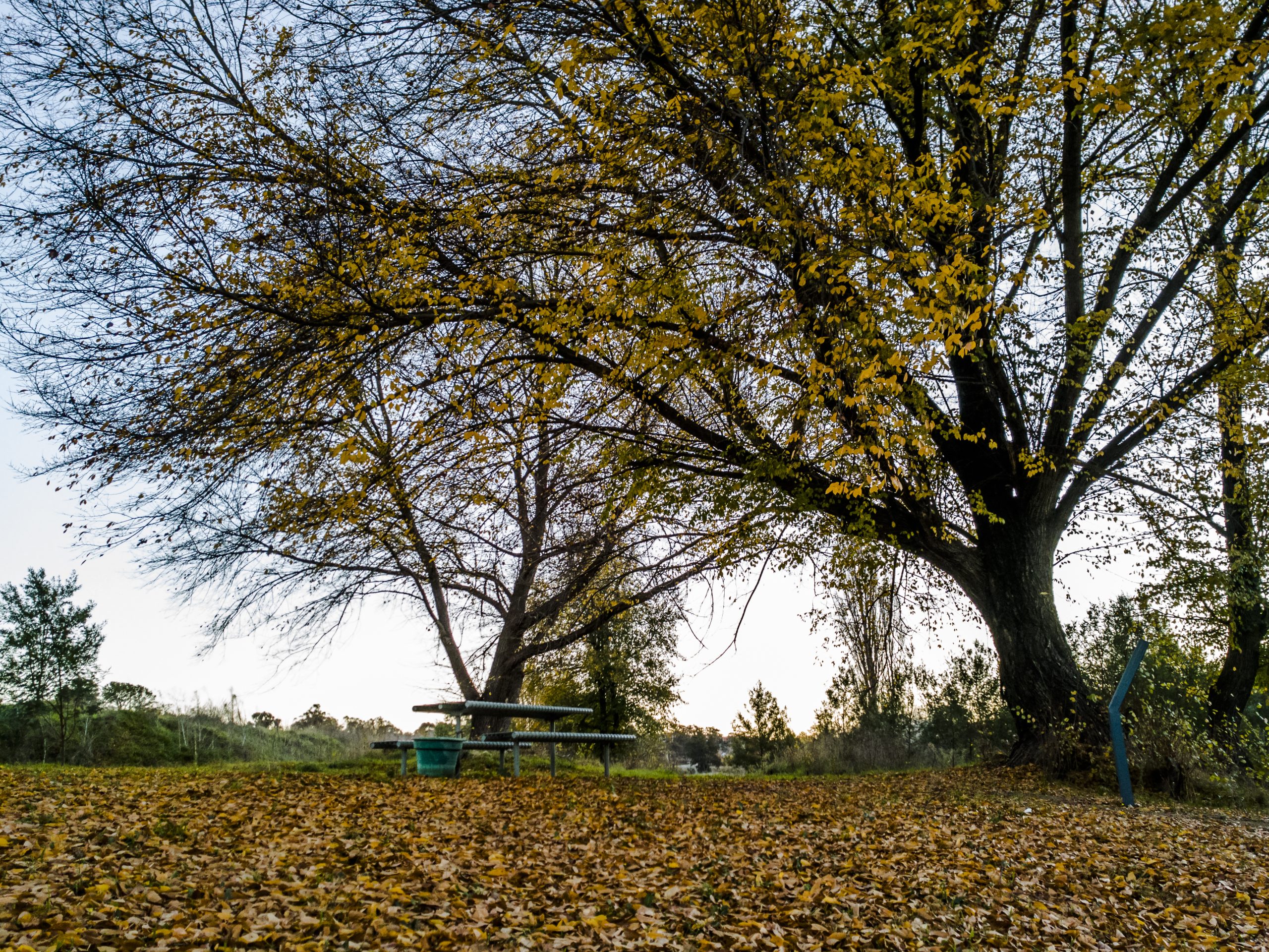 A Couple of Wildly Different Shots