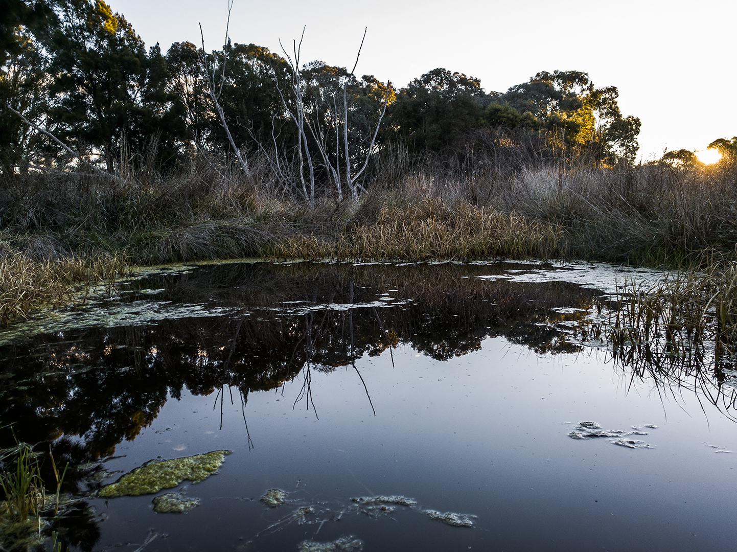 Down by the Swamp