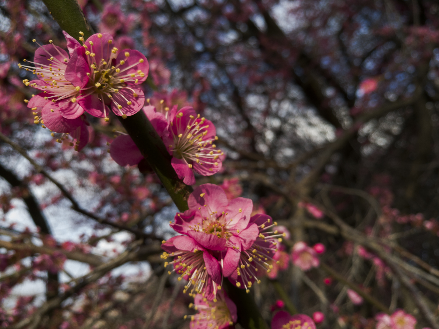 First Blossoms of the Winter