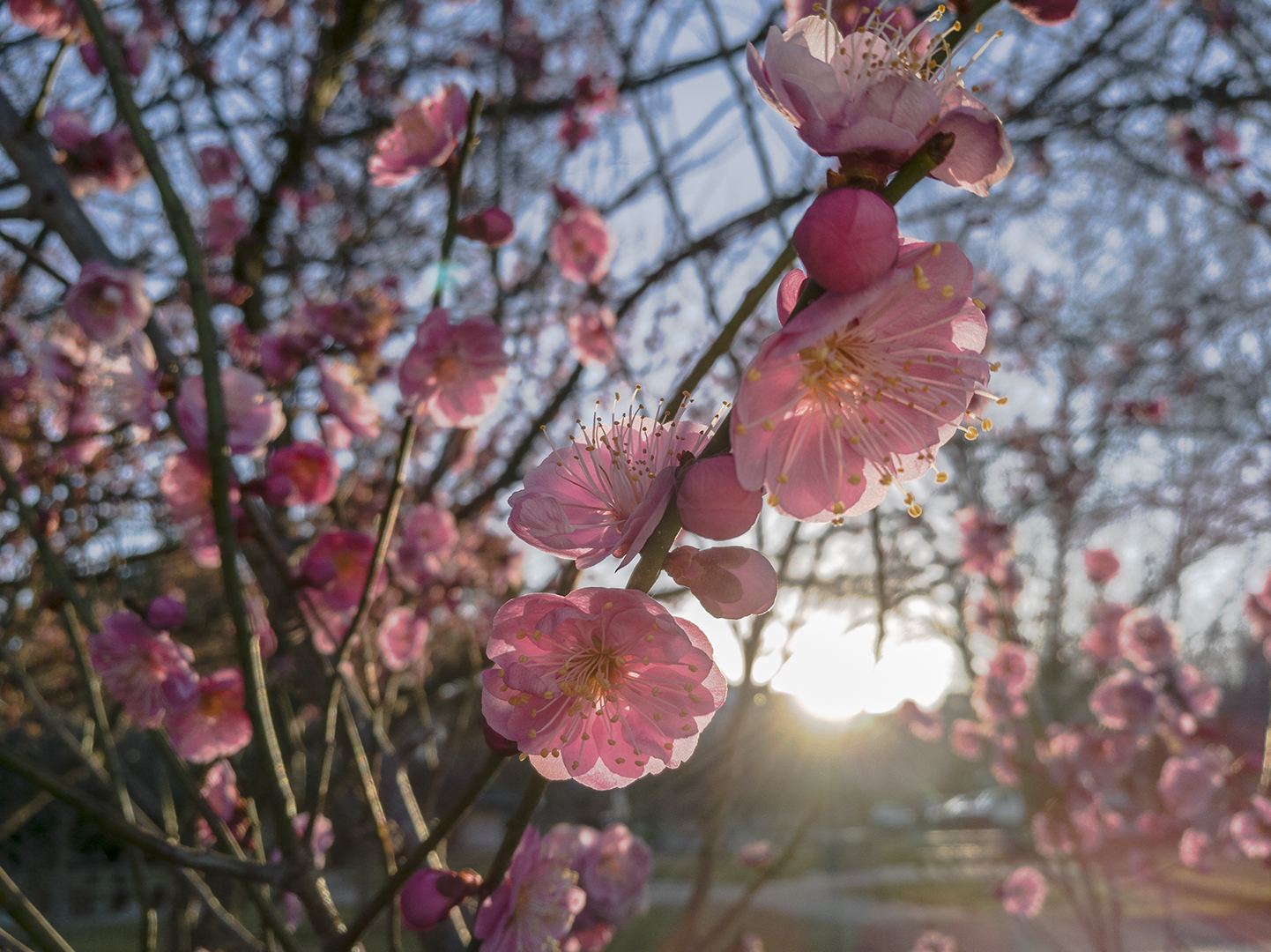 Some More Blossoms