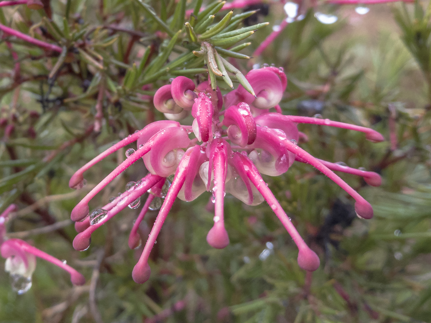 A damp flower