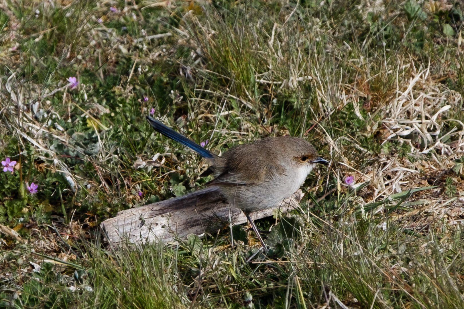 More birdies