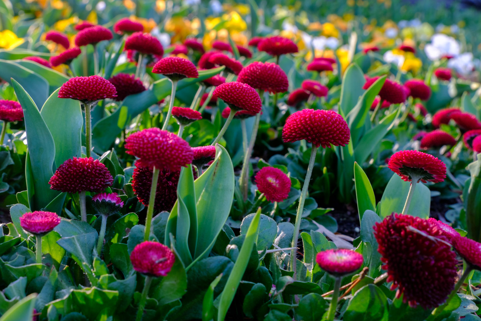 Floriade