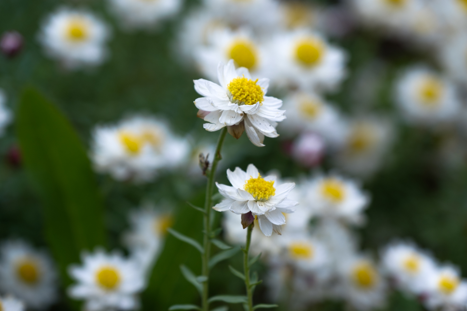 Botanic Gardens