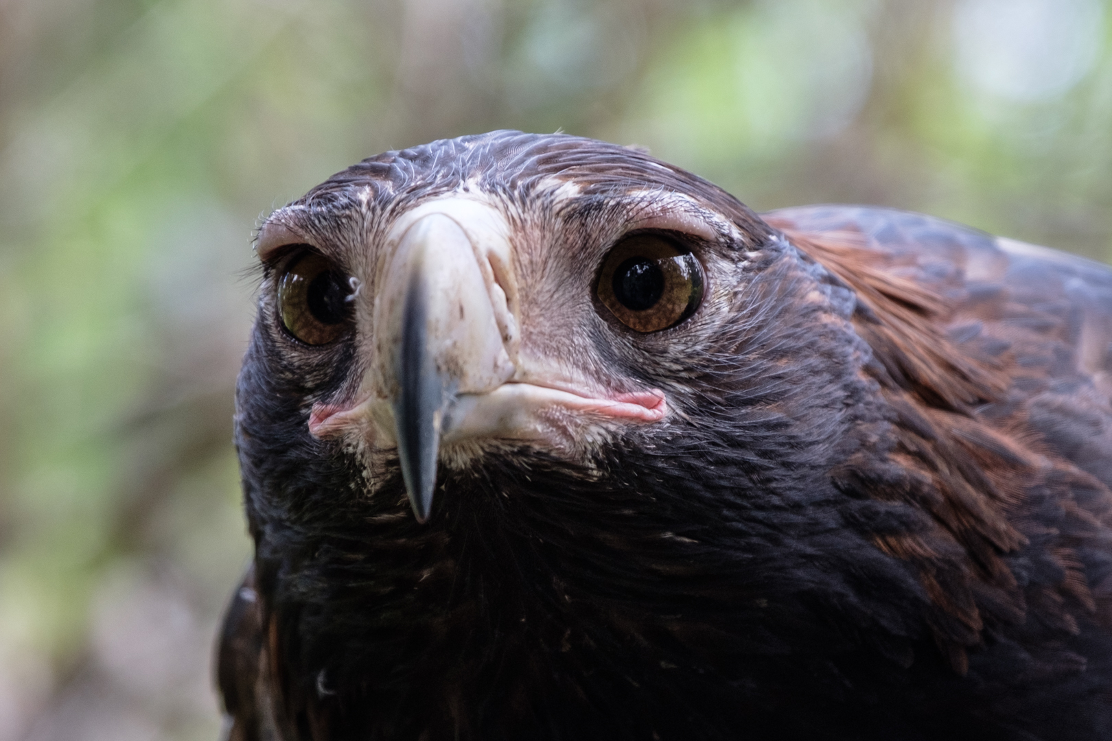 Gorge Wildlife Park