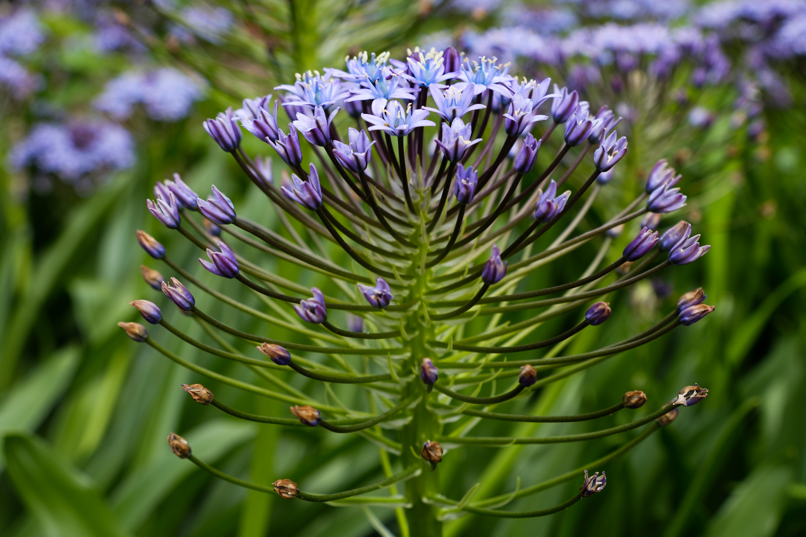 Adelaide Botanic Gardens
