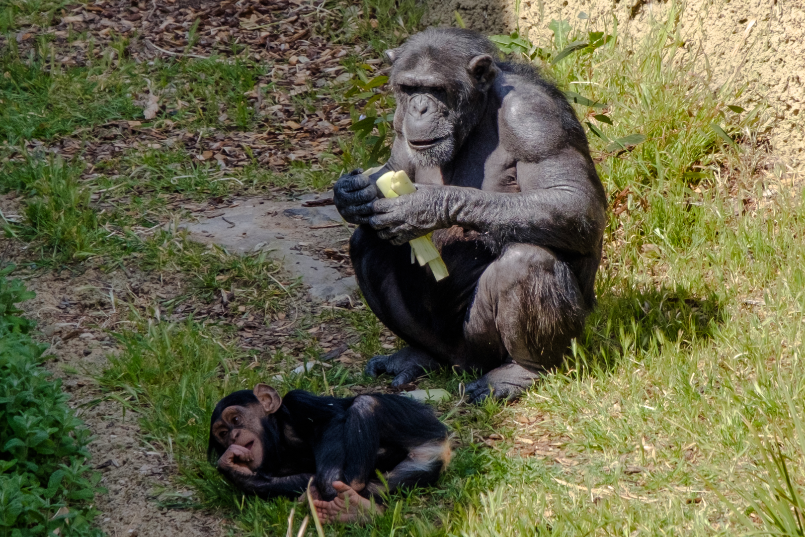 Monarto Open-Range Zoo
