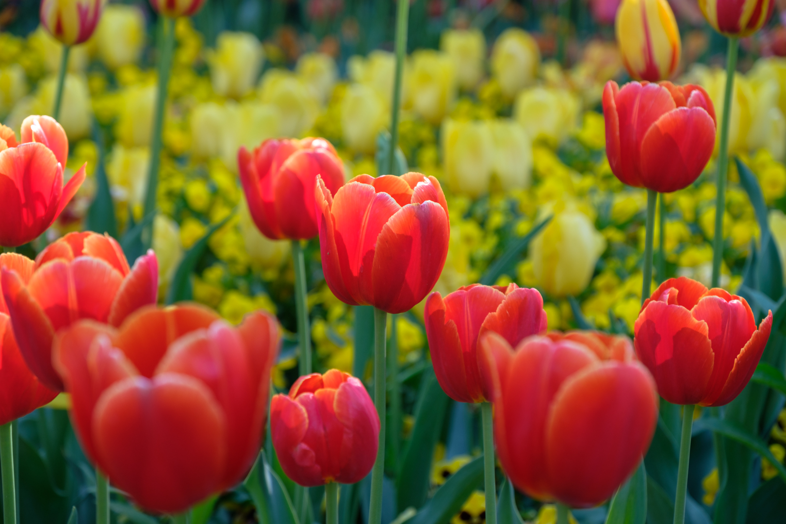 Jerra Wetlands and Floriade
