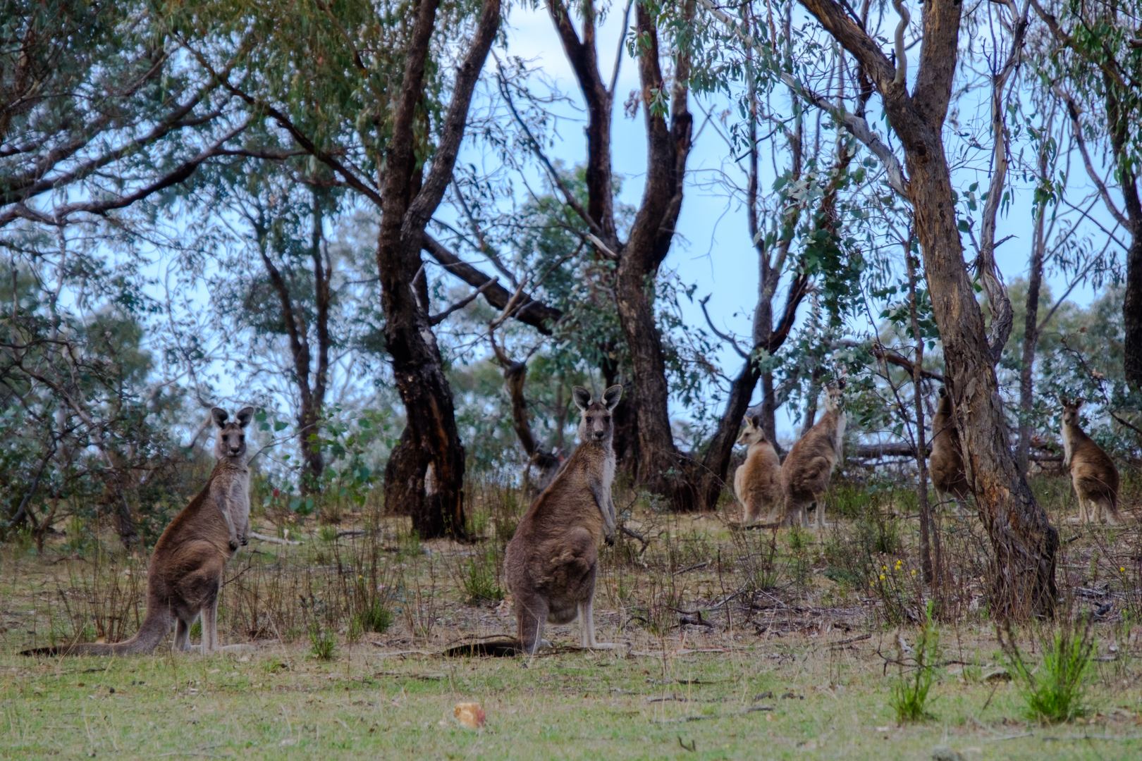 A Couple Of Roos