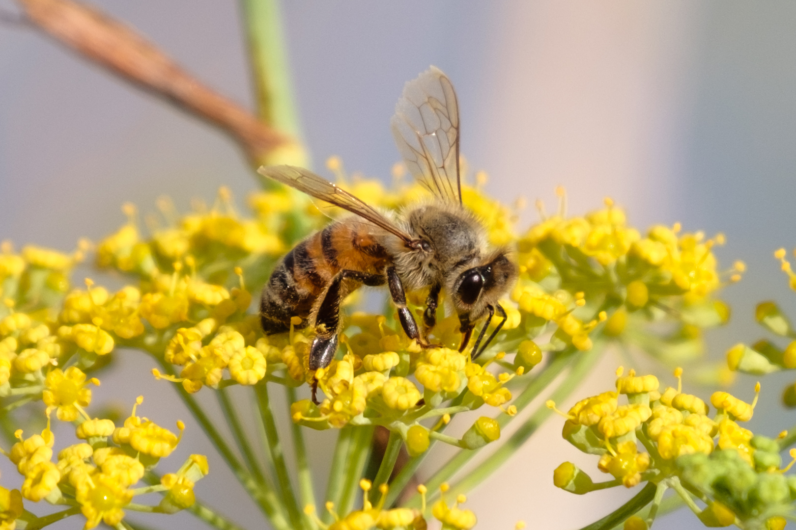 The Birds and the Bees