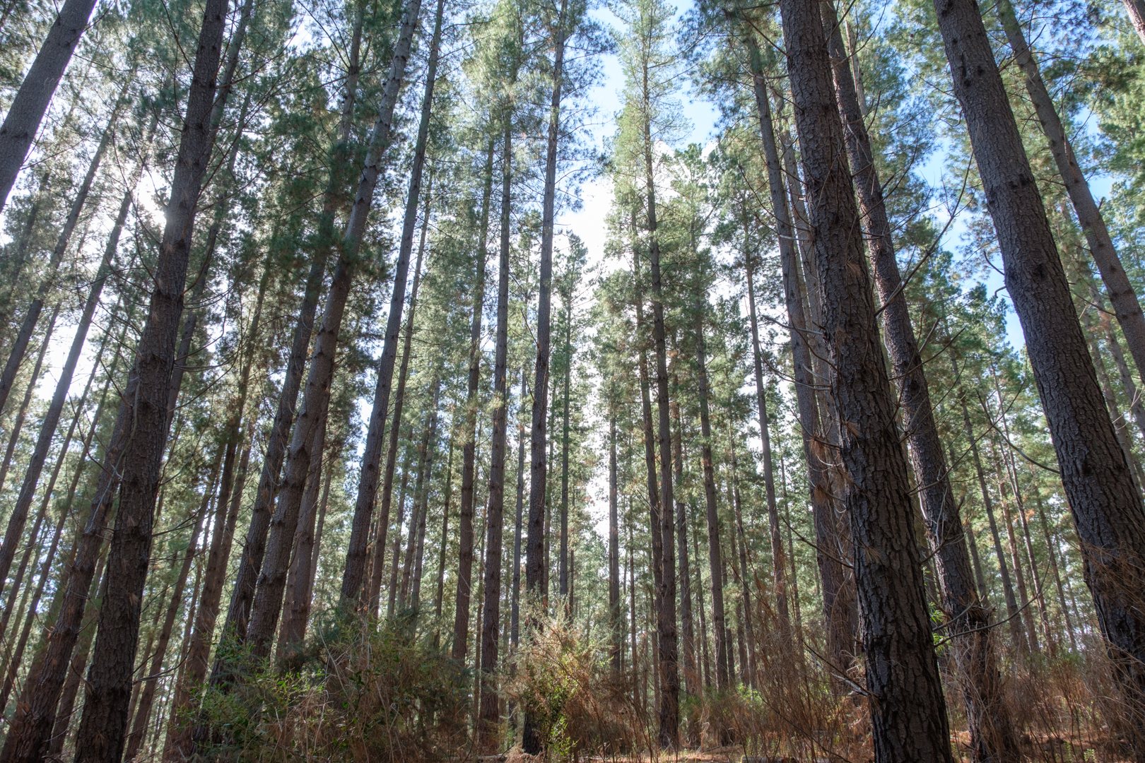 Gallery: Kuitpo Forest