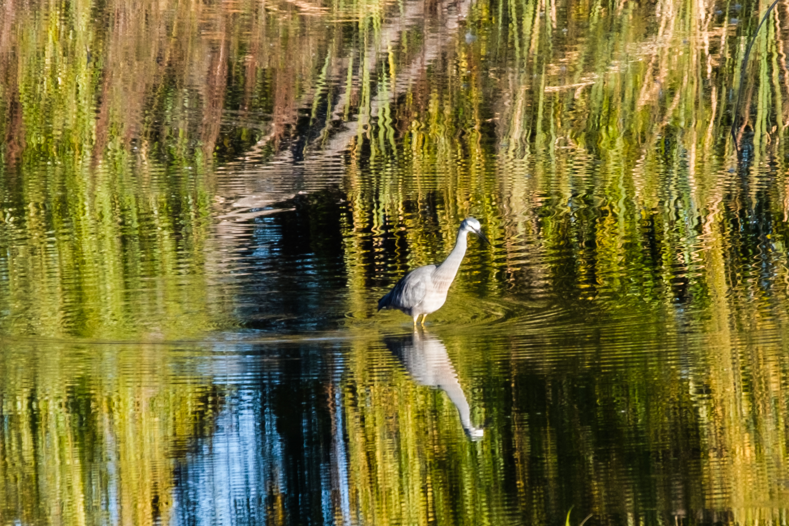 Gallery: Herons, Kites and Joeys
