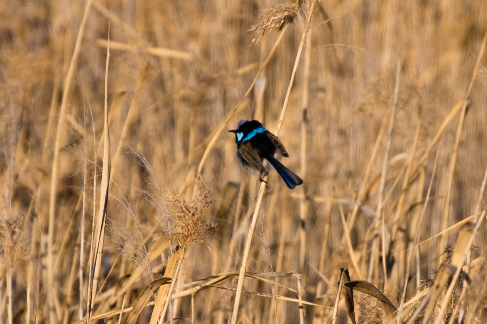 Jerra Wetlands