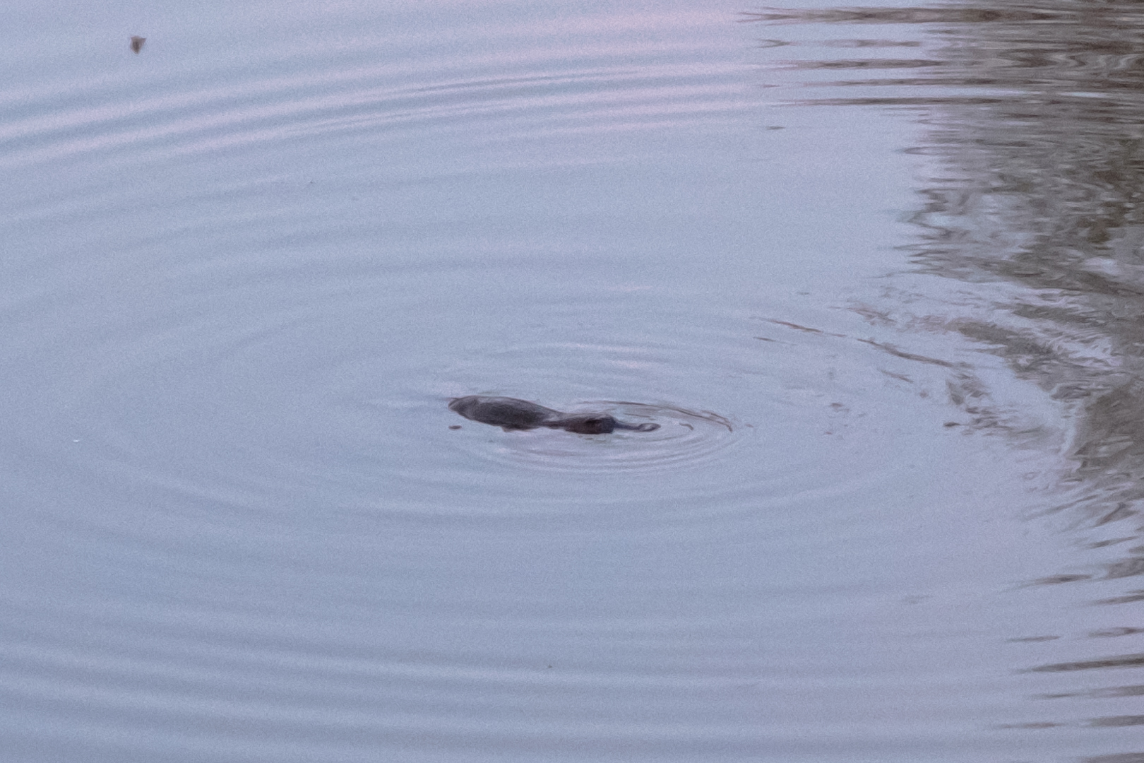 Nature’s Strangest Creation