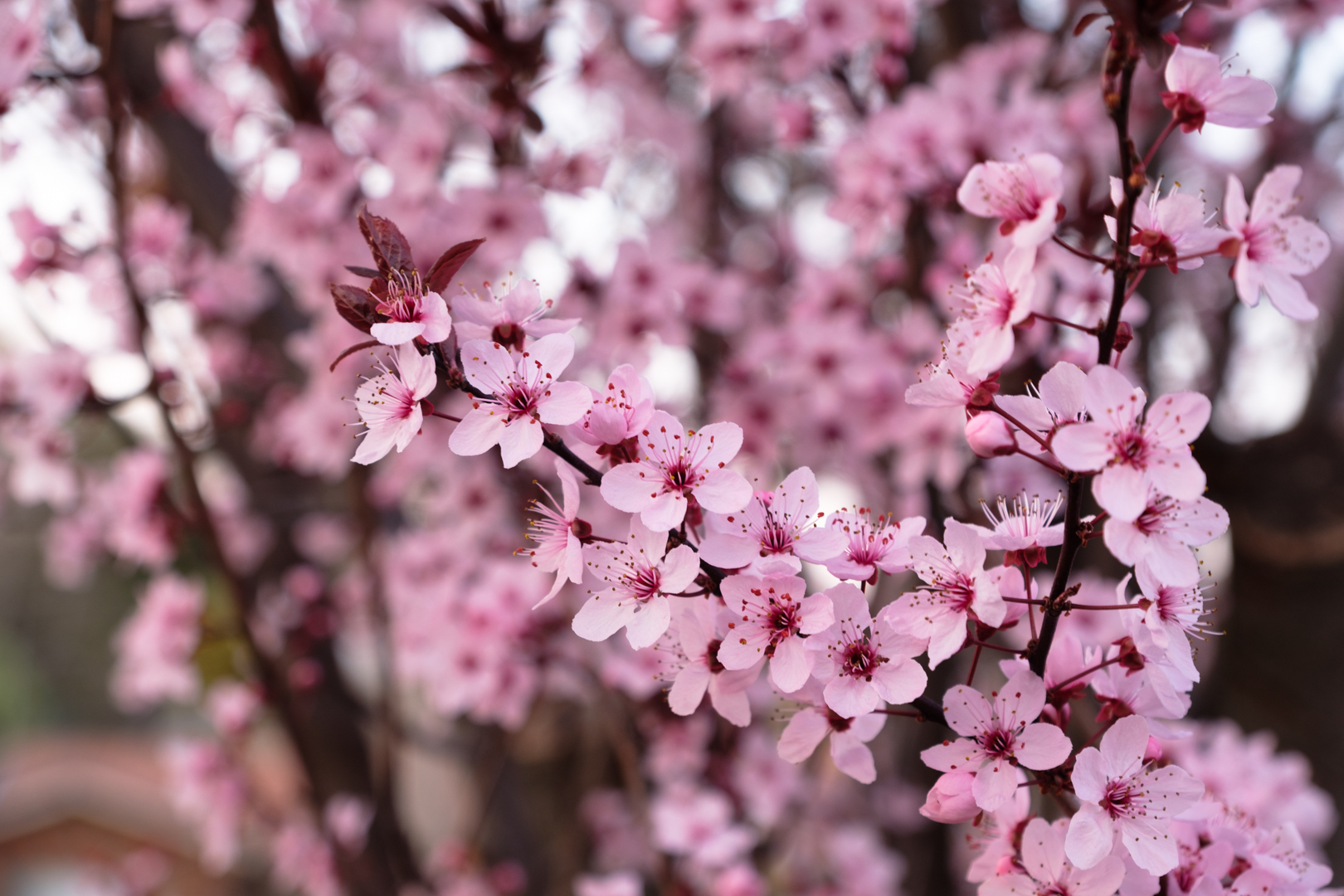 Suburban Blooms